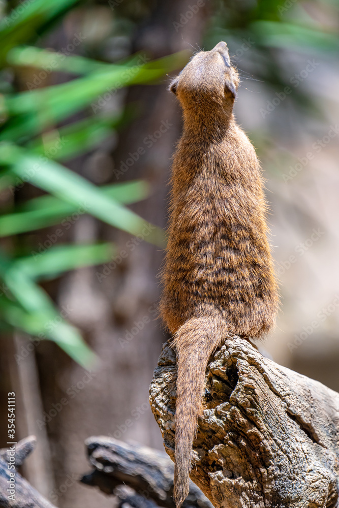 Lisbon/Portugal - May 18, 2020
Meerkats at Lisbon Zoo Lisbon/Portugal - May 18, 2020
Meerkats at Lisbon Zoo
