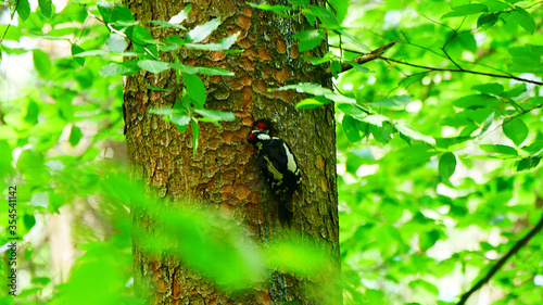 Furth im Wald, Deutschland: Ein männlicher Buntspecht bei der Brutpflege photo