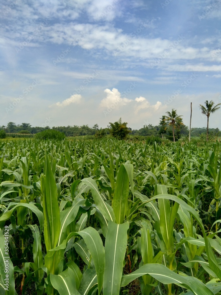 Obraz premium Corn field with a natural background
