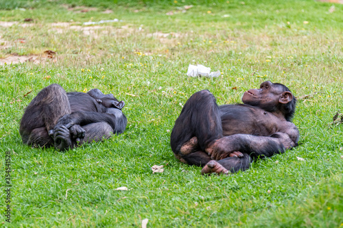 Lisbon/Portugal - May 18, 2020 Chimpanzee at the Lisbon Zoo © Rui