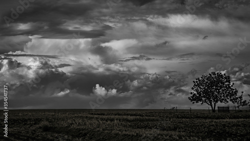 black and white landscape with tree and field