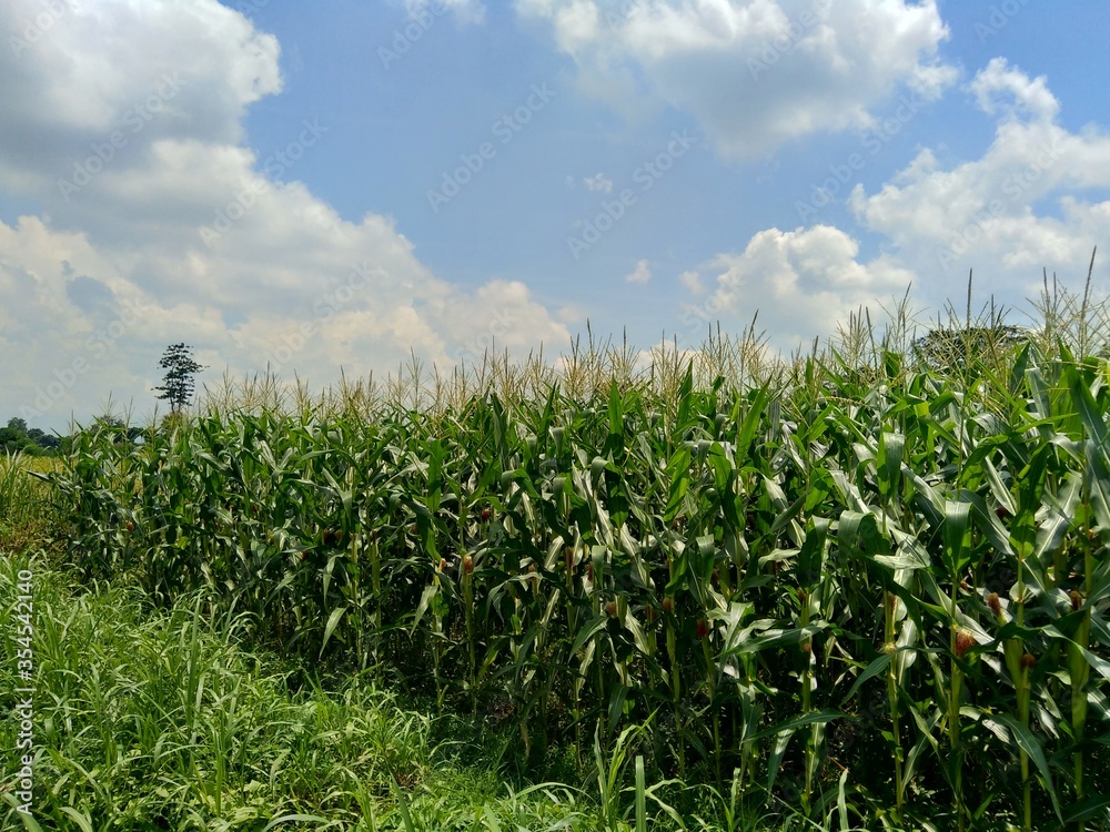 Corn field with a natural background Corn field with a natural background