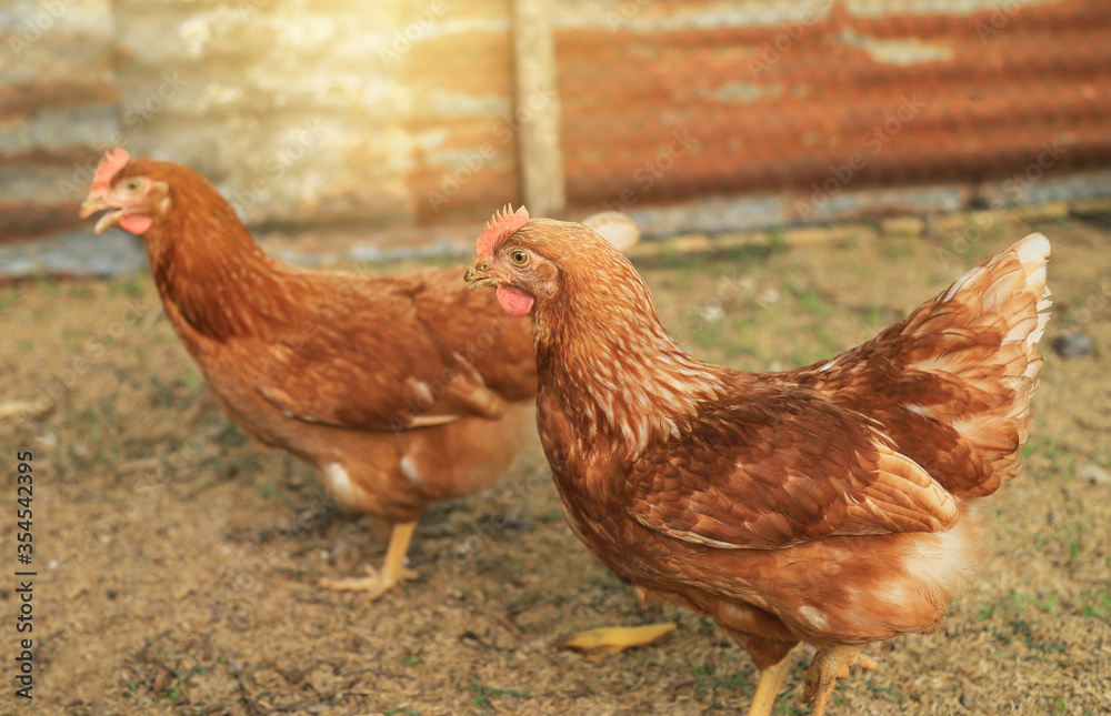 Fototapeta premium Chicken in organic farm of local agriculture farm 