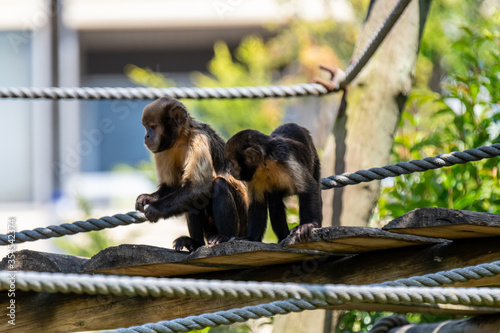 Lisbon/Portugal - May 18, 2020 Monkey at Lisbon Zoo © Rui