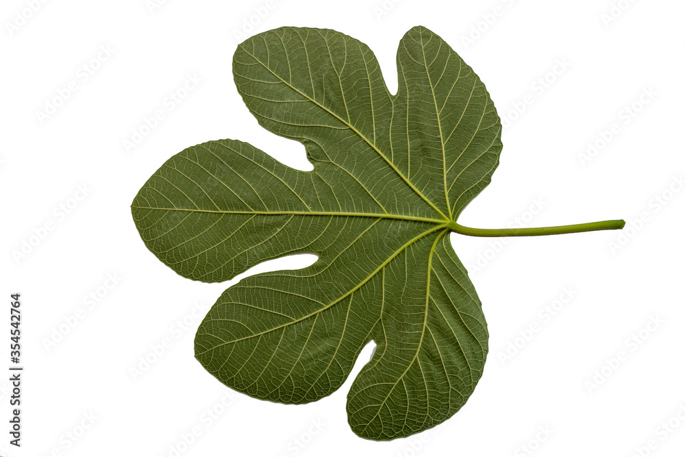 Fig leaf net on white background Fig leaf net on white background