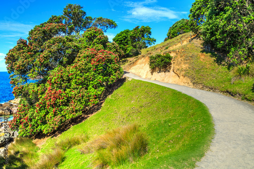 A pohutukawa tree with bright red summer blossoms growing by a coastal walkway at Mount Maunganui, New Zealand photo