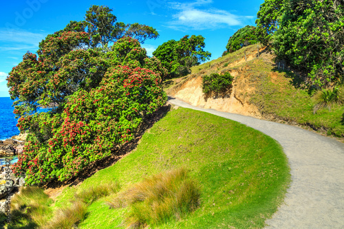 A pohutukawa tree with bright red summer blossoms growing by a coastal walkway at Mount Maunganui, New Zealand