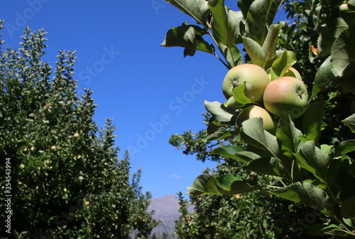 apples on tree photo