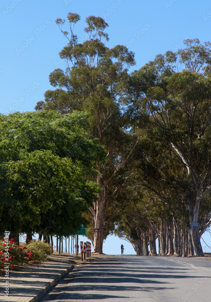 man on bicycle on road with huge trees man on bicycle on road with huge trees