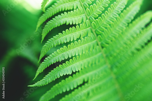 Beautiful fern leaves, perfect nature background.