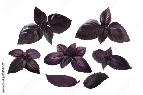 Purple Basil leaves  Ocimum basilicum var. purpurascens   isolated w clipping paths  a set of