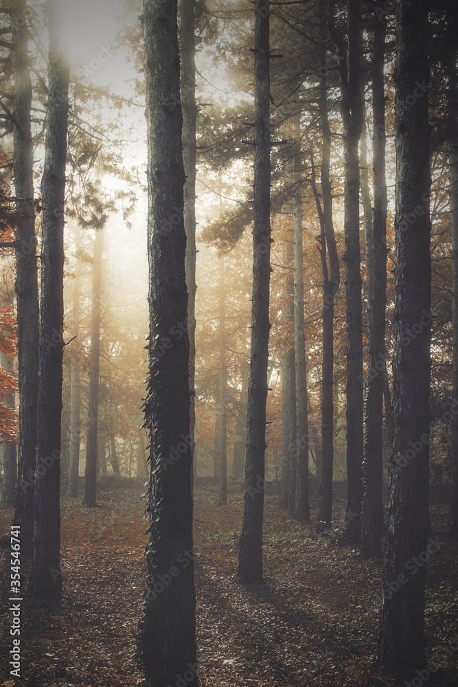 Obraz premium Fog in the forest