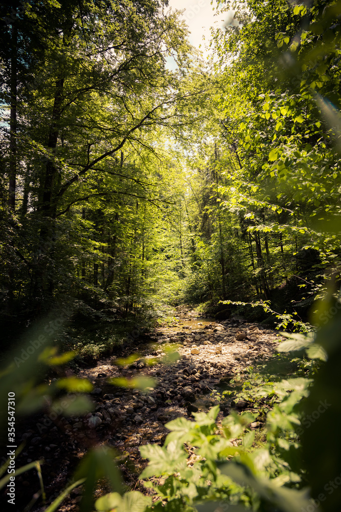 Fototapeta premium Nature landscape, wood therapy concept in the alps: River and timberland
