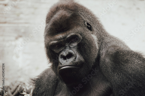 Closeup of the intimidating stare of a large, black, silver back gorilla as he looks directly into the camera.