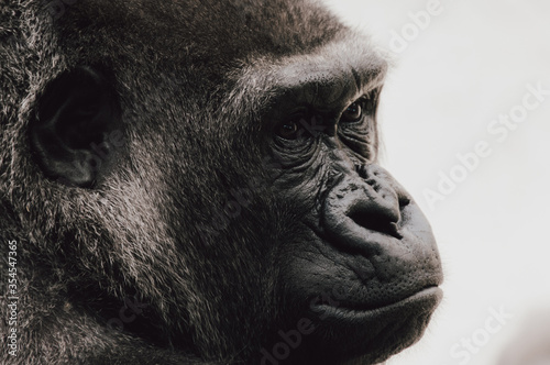 Closeup of the intimidating stare of a large, black, silver back gorilla as he looks directly into the camera.