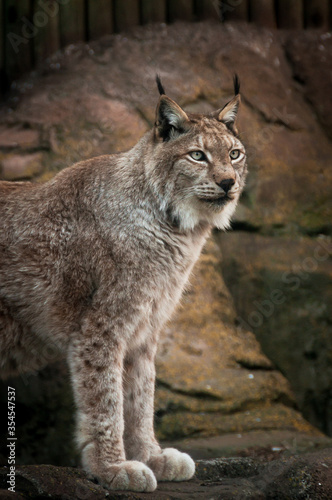 Portrait of a beautiful and majestic lynx