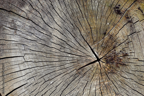 Stump of a felled tree. Section of the trunk with annual rings.