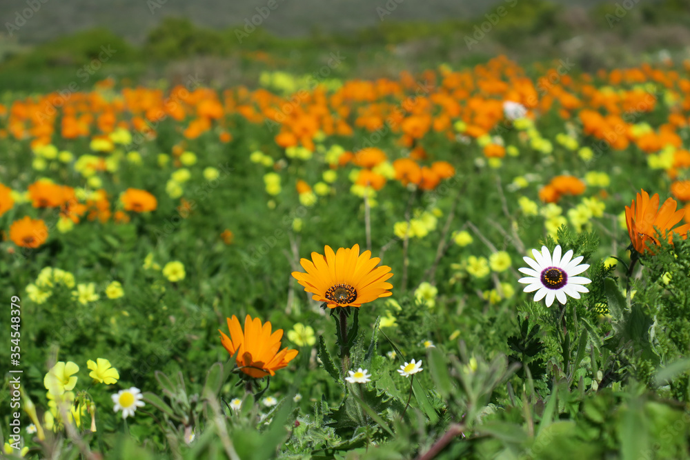 Obraz premium wild yellow and orange flowers in the grass