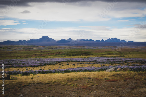 field of lavender © Adam