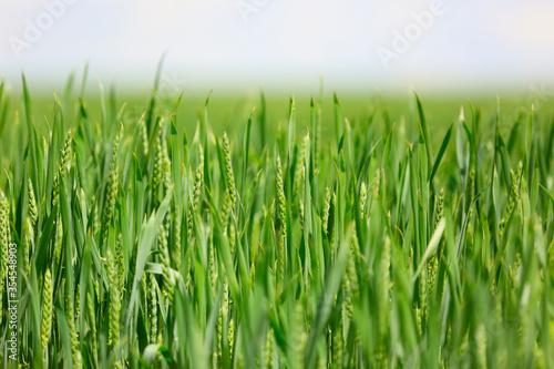 green crop grass