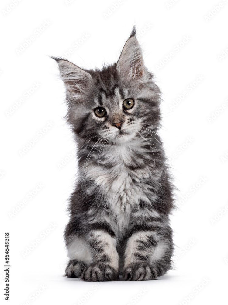 Expressive silver tabby Maine Coon cat kitten, sitting facing front. Looking at lens with attitude. Isolated on white background.