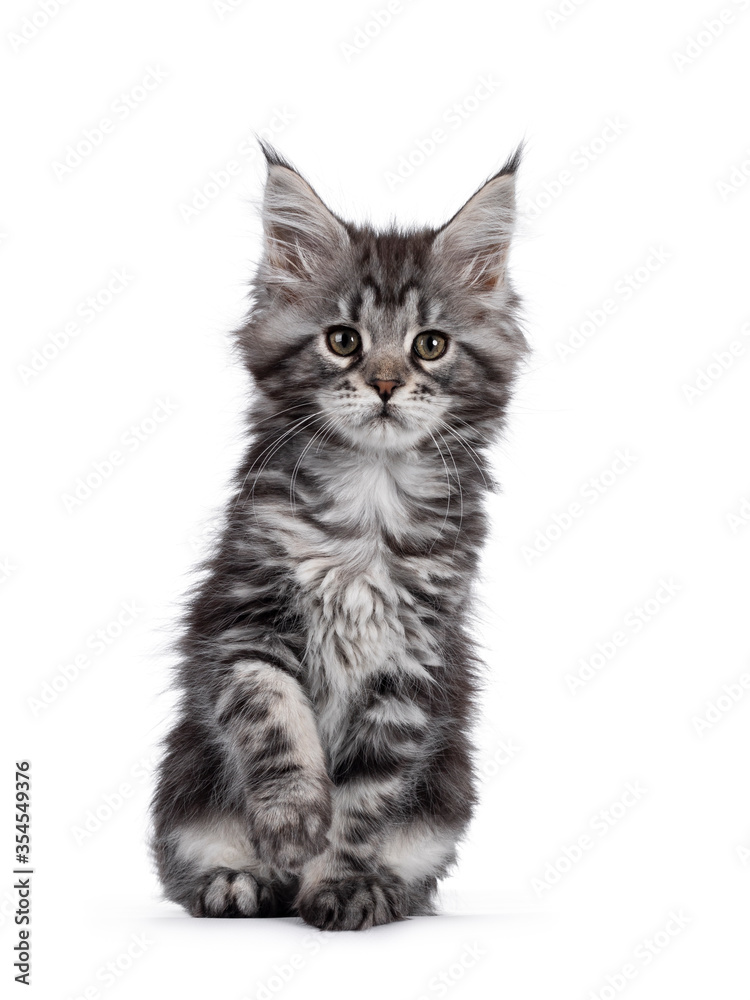 Expressive silver tabby Maine Coon cat kitten, sitting facing front. Looking beside lens with attitude. Isolated on white background. One paw playful in air.