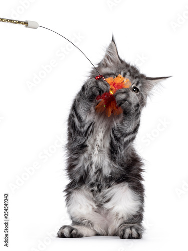 Expressive silver tabby Maine Coon cat kitten  sitting on hind paw playing with orange toy. Looking at lens with attitude. Isolated on white background.