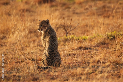 Cheetah sitting and watching
