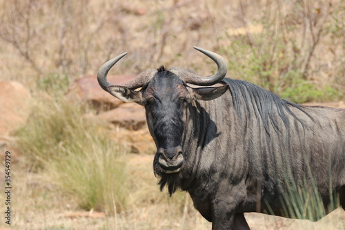 Fototapeta Naklejka Na Ścianę i Meble -  wildebeest in the wild