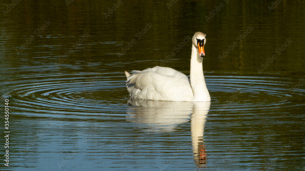 Naklejka premium Swan In Circular Ripples