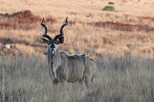 kudu bull in savannah