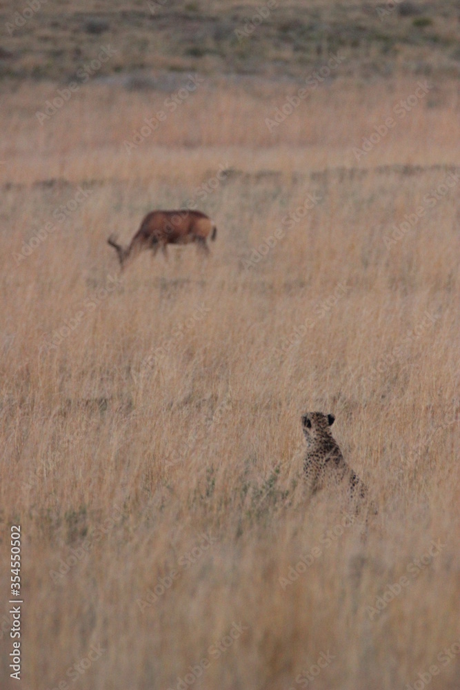 Cheetah hunting in Africa Cheetah hunting in Africa
