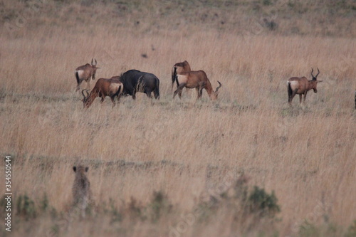Fototapeta Naklejka Na Ścianę i Meble -  Cheetahs stalking buck deer