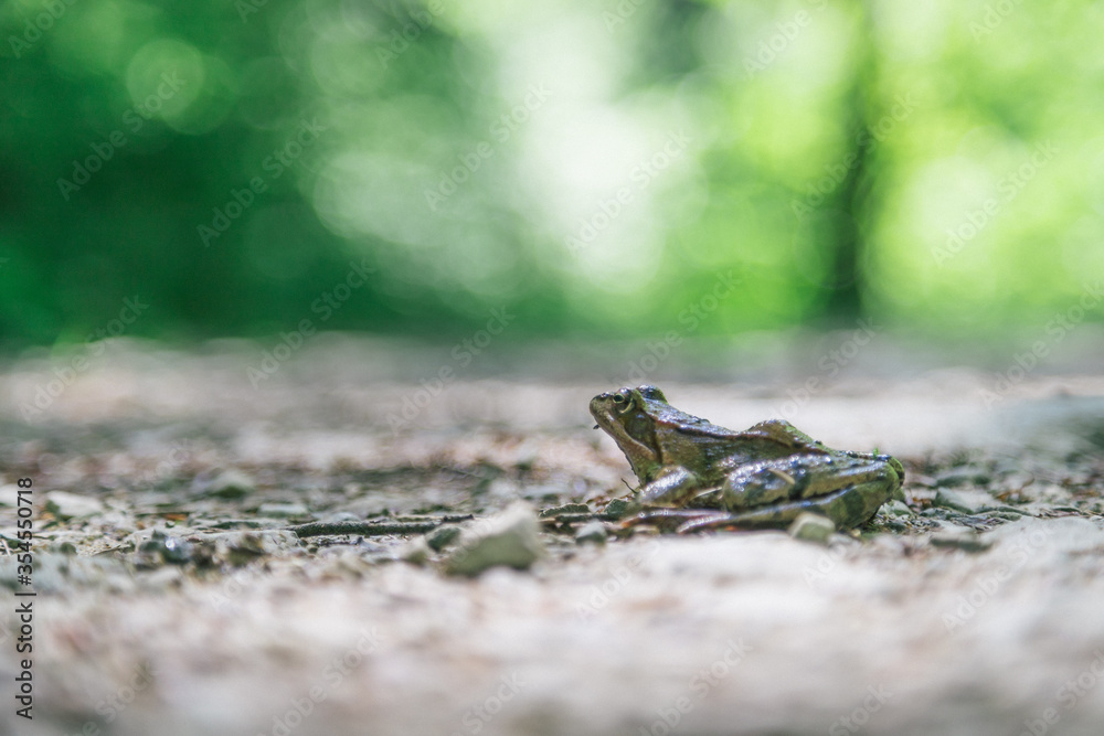 Fototapeta premium Frog text space concept. Storytelling, legend and saga