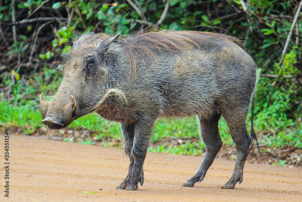warthog in the wild warthog in the wild