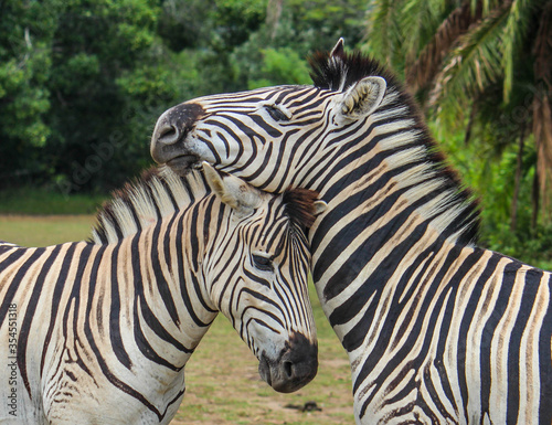 zebra's embrace