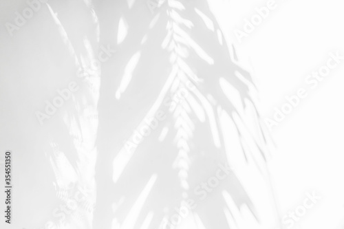 Leaves shadow background of natural palm trees
