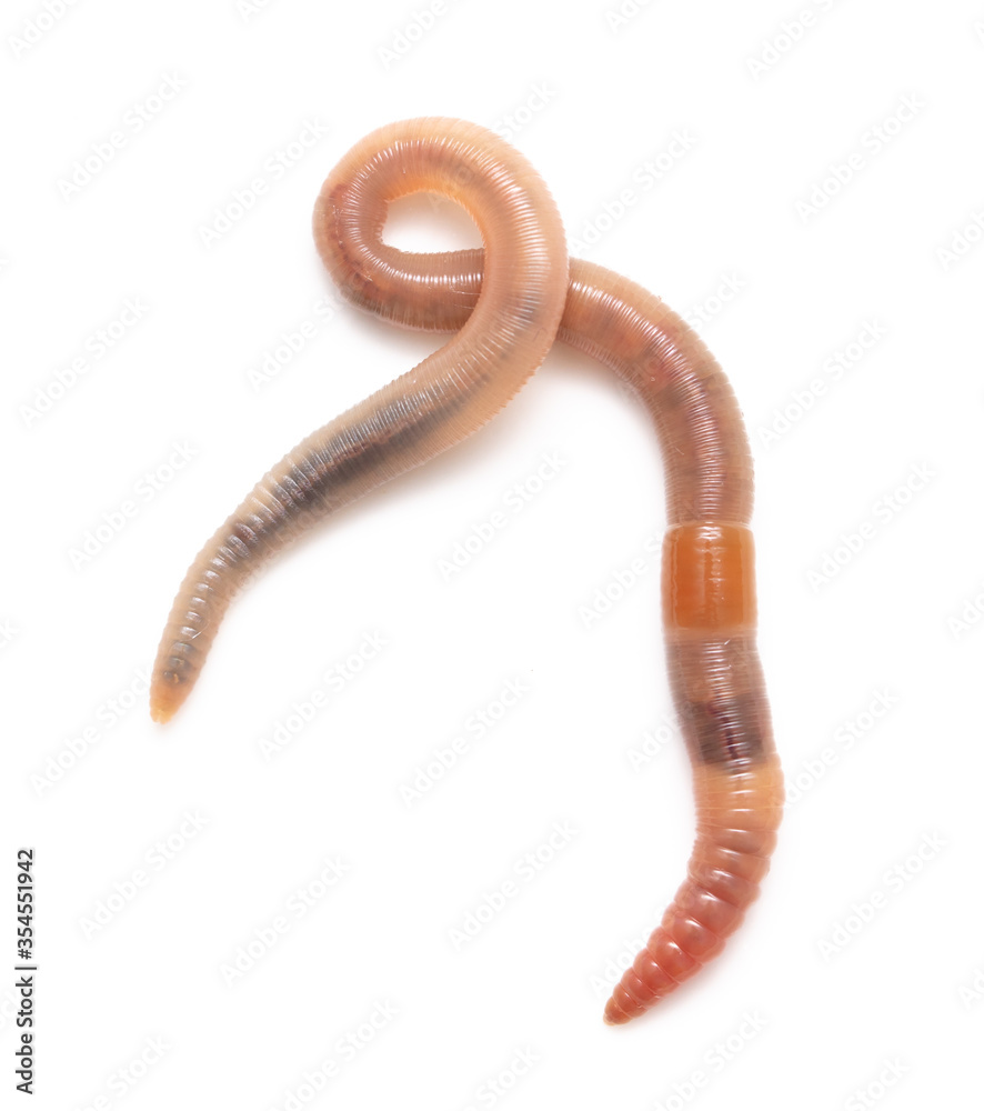 Earthworm on a white background. Earthworm on a white background.