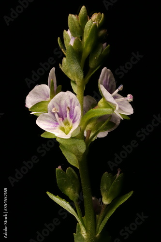 Thyme-Leaved Speedwell (Veronica serpyllifolia). Inflorescence Closeup