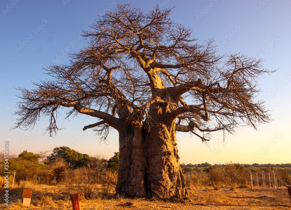 huge baobab tree at sunrise