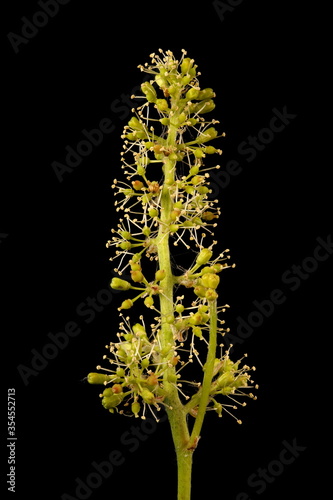 Принти на полотні Grape Vine (Vitis vinifera). Inflorescence Closeup