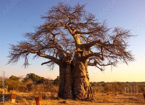 Obraz na płótnie huge baobab tree at sunrise w salonie