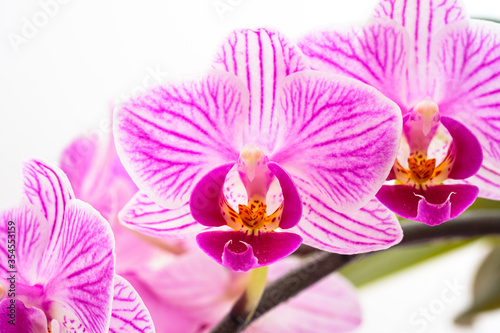 Phalaenopsis orchid flowers close-up