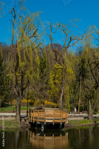 Weeping willow tree at Orunski Park, Gdansk, Poland