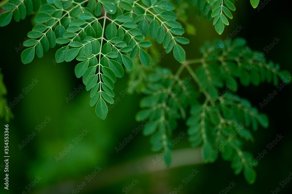 Fototapeta premium Fresh Moringa leaves background
