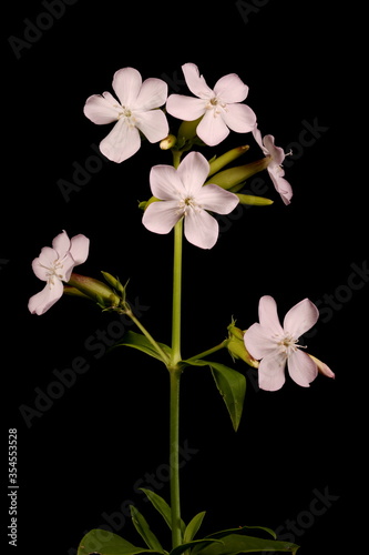 Soapwort (Saponaria officinalis). Inflorescence Closeup