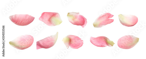 Set of fresh peony petals on white background. Banner design