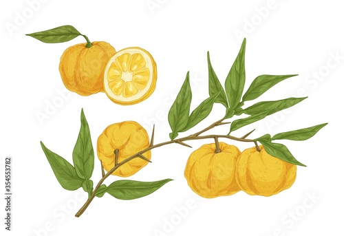 Colorful hand drawn yellow yuzu citrus vector illustration. Fresh appetizing asian fruit on branch with leaves isolated on white background. Detailed half and whole ripe plant in engraving style