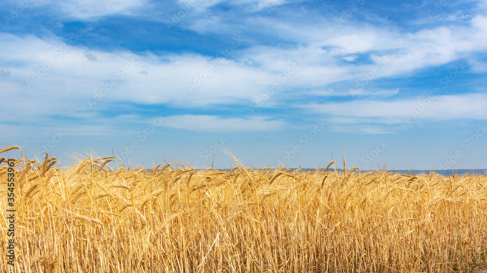 Wheat field and blue sky. Bright summer background with a field. Collection of ripe wheat. Panorama of the rural landscape. Beautiful sky with clouds. Midday heat.