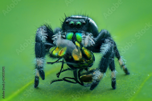 Jumping spider prey on a leaf